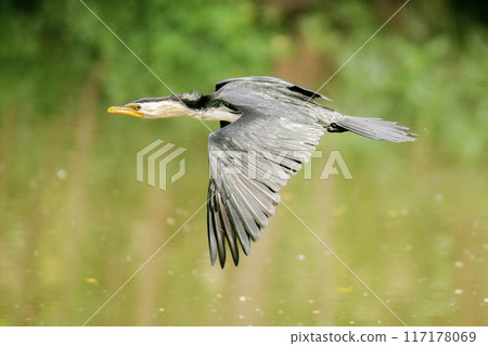 Little Pied Cormorant in flight 117178069