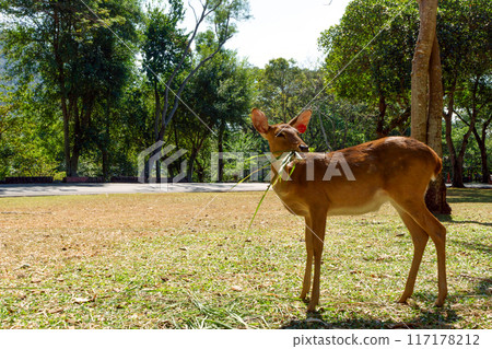 baby deer chewing grass in the park baby deer chewing grass in the park 117178212