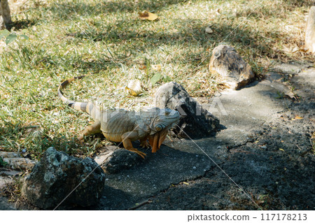 wild iguana in the shade. Ctenosaura pectinata, commonly known as the Mexican spiny-tailed iguana wild iguana in the shade. Ctenosaura pectinata, commonly known as the Mexican spiny-tailed iguana 117178213