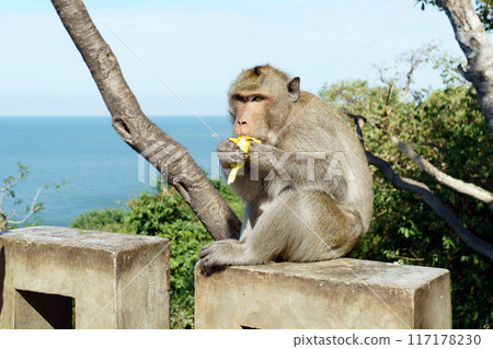 Cute monkey eating fruits sitting on the background of the serene blue sea Cute monkey eating fruits sitting on the background of the serene blue sea 117178230