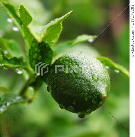 Green lemon fruit, drops of water after the rain Green lemon fruit, drops of water after the rain 117178292