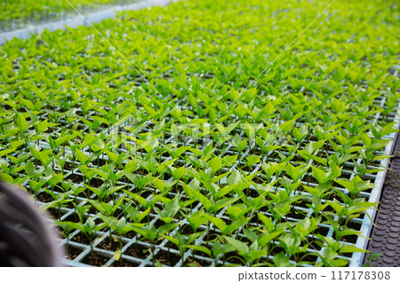 Sprouts of bell peppers in pots are grown in greenhouse Sprouts of bell peppers in pots are grown in greenhouse 117178308