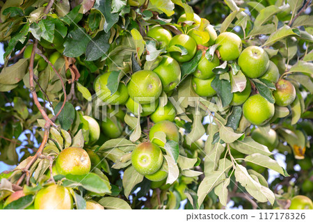 Green apples hanging on tree in orchard Green apples hanging on tree in orchard 117178326