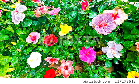 Hibiscus Okinawa Hibiscus Okinawa 117178612