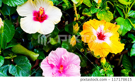 ハイビスカス　沖縄 117178615