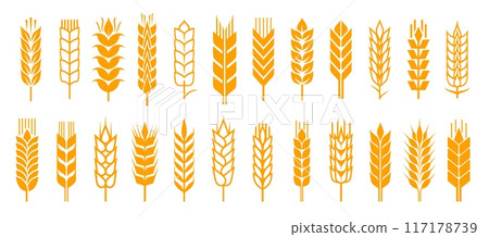 Wheat ear spikelets with cereal grains vector icons, farm field crop plants, agriculture, bakery food and flour products. Isolated silhouettes of gold wheat ears, dry stalks, leaves and cereal seeds Wheat ear spikelets with cereal grains vector icons, farm field crop plants, agriculture, bakery food and flour products. Isolated silhouettes of gold wheat ears, dry stalks, leaves and cereal seeds 117178739