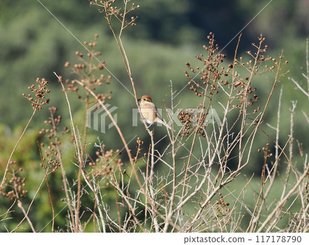 Scenery around Ushikubi Dam in winter. Shrikes singing on the branches. Ushikubi, Onojo City, Fukuoka Prefecture. Scenery around Ushikubi Dam in winter. Shrikes singing on the branches. Ushikubi, Onojo City, Fukuoka Prefecture. 117178790