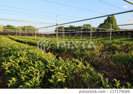 上屋橋（俗稱京都府八幡市流橋），儘管被沖毀了24次。 117179086