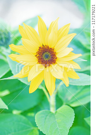 Flowers around the house, various in the four seasons. Small sunflowers bloomed in the flower bed in early spring. 117179221