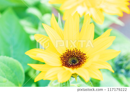 Flowers around the house, various in the four seasons. Small sunflowers bloomed in the flower bed in early spring. 117179222