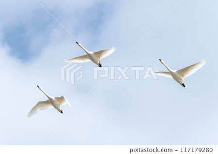 [野鳥/天鵝] 天鵝過冬。天鵝有力地飛翔 117179280