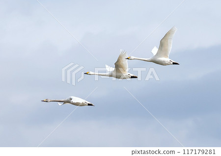 [野鳥/天鵝] 天鵝過冬。天鵝有力地飛翔 117179281