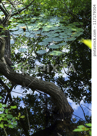 A beautiful pond seen from within the forest: Tanagaike Pond, Tottori Prefecture 117179304