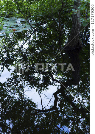 A beautiful pond seen from within the forest: Tanagaike Pond, Tottori Prefecture 117179306
