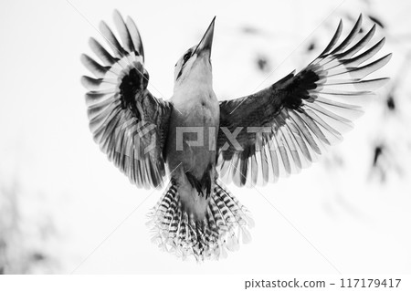 Laughing Kookaburra in flight Laughing Kookaburra in flight 117179417