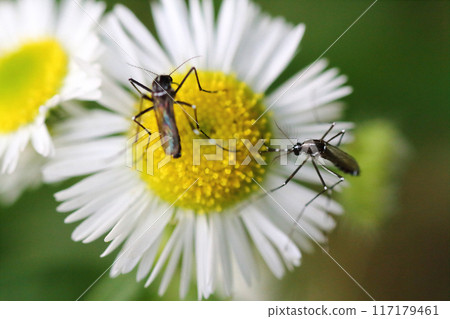Aedes albopictus mosquito sucking nectar from an Elephant bean (Himejoen) flower Aedes albopictus mosquito sucking nectar from an Elephant bean (Himejoen) flower 117179461