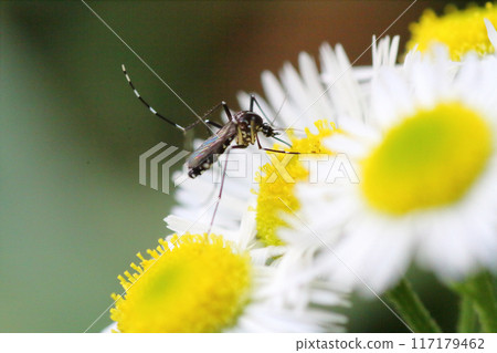 Aedes albopictus mosquito sucking nectar from an Elephant bean (Himejoen) flower Aedes albopictus mosquito sucking nectar from an Elephant bean (Himejoen) flower 117179462