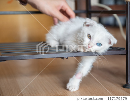 Someone hand trying to touch a white odd-eyed cat. This it's quite rare, a condition called heterochromia can result in cats having two different coloured eyes. 117179579