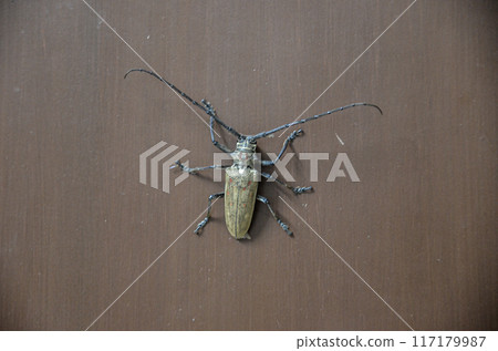 Gnaphalodes trachyderoides beetle 117179987