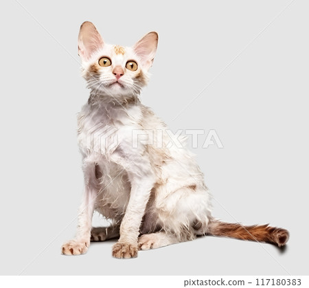 Cat (Devon Rex) 117180383