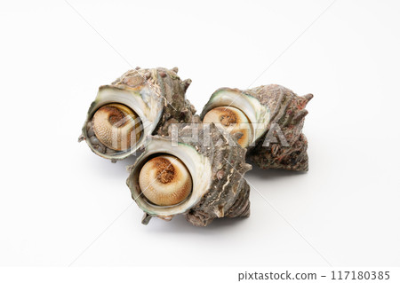 Sasae Sasae 117180385