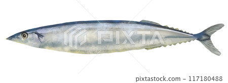 Pacific saury watercolor illustration Pacific saury watercolor illustration 117180488