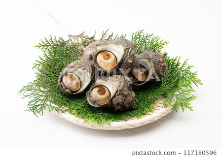 Turban shell on a bamboo basket 117180596