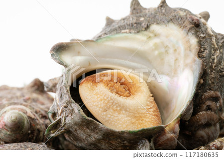 Close-up of a turban shell Close-up of a turban shell 117180635