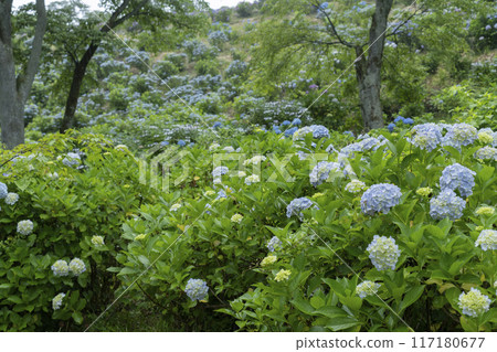 hydrangea flower hydrangea flower 117180677