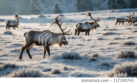 deer in winter mountains 117180743