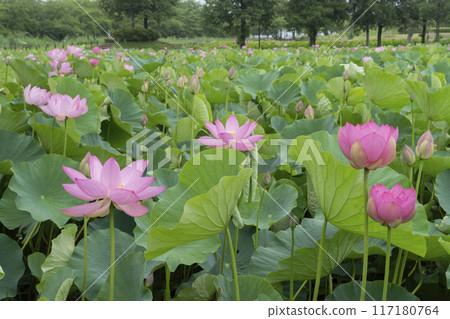 蓮花 117180764