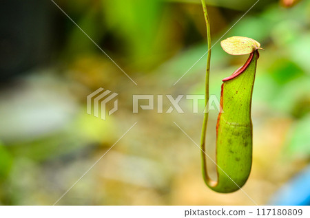 Tropical pitcher plants in nature Tropical pitcher plants in nature 117180809