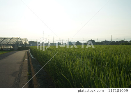 Morning rice field road 117181099
