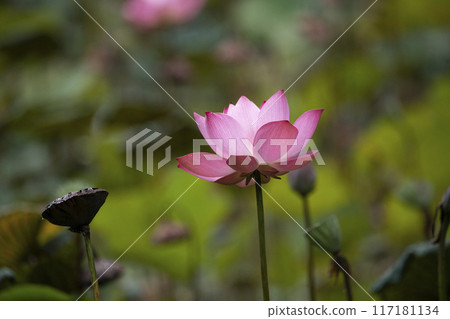 The pink lotus is surrounded by green lotus leaves The pink lotus is surrounded by green lotus leaves 117181134