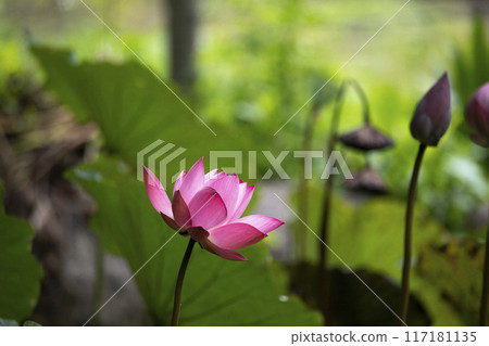 The pink lotus is surrounded by green lotus leaves The pink lotus is surrounded by green lotus leaves 117181135