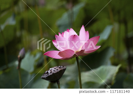 The pink lotus is surrounded by green lotus leaves The pink lotus is surrounded by green lotus leaves 117181140