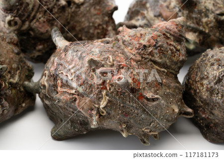 頭巾殼特寫背景 117181173