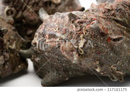 Turban shell close-up background Turban shell close-up background 117181175