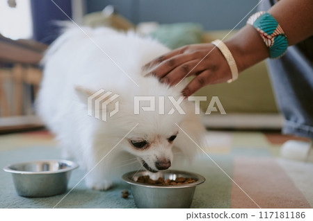 White fluffy dog eating from metal bowl while hand pets it lovingly. Close-up scene showing tender moment between pet and owner 117181186