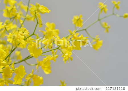 黃色文心蘭花 117181218