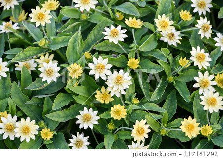 Melanpodium 117181292