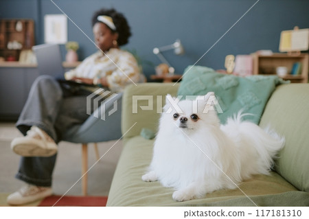 Fluffy white dog sitting on green sofa while person in background working on laptop in cozy living room setting with modern decor and soft lighting 117181310