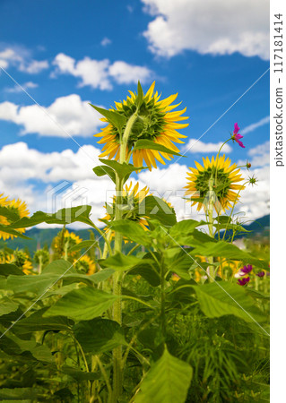 Flowers around the house, various in all four seasons, large yellow sunflowers blooming towards the midsummer sun 117181414