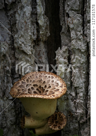 生長在樹上的棕色蘑菇 生長在樹上的棕色蘑菇 117181578