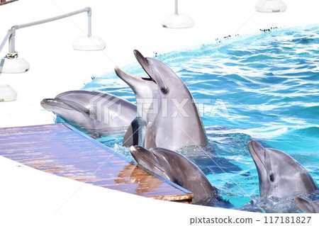 海豚聚集尋找食物 117181827