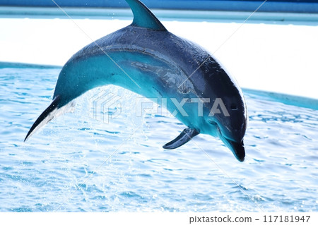 Dolphins to jump Dolphins to jump 117181947