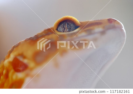 Leopard gecko Leopard gecko 117182161