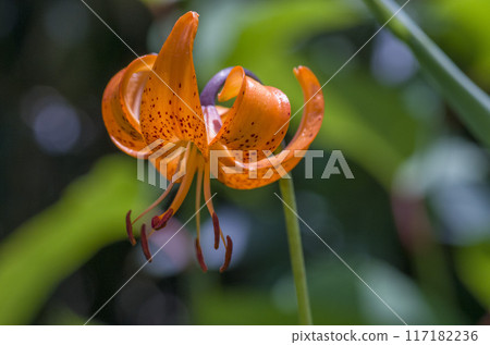 汽車百合 117182236