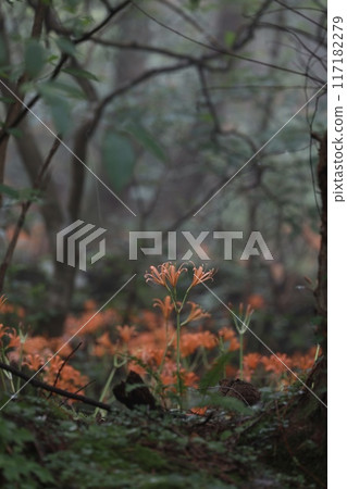 Fresh fox conser Fresh fox conser 117182279