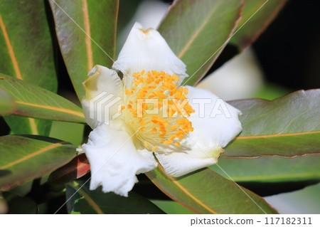白色台灣山茶花 (Taiwan camellia) 花 117182311